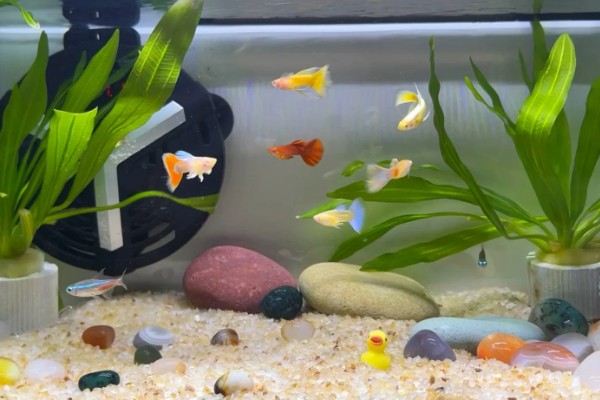 孔雀鱼喜欢酸性水还是碱性水,喜欢弱碱性的硬水