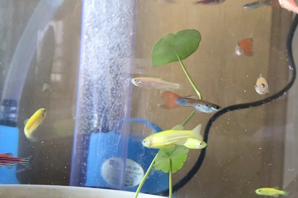 孔雀鱼喜欢酸性水还是碱性水,喜欢弱碱性的硬水