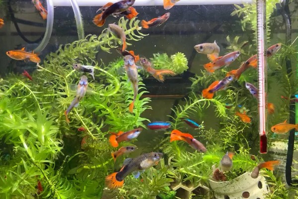 孔雀鱼喜欢酸性水还是碱性水,喜欢弱碱性的硬水