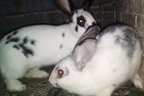肉兔怎么配种，将公兔和母兔放在笼中会自然交配