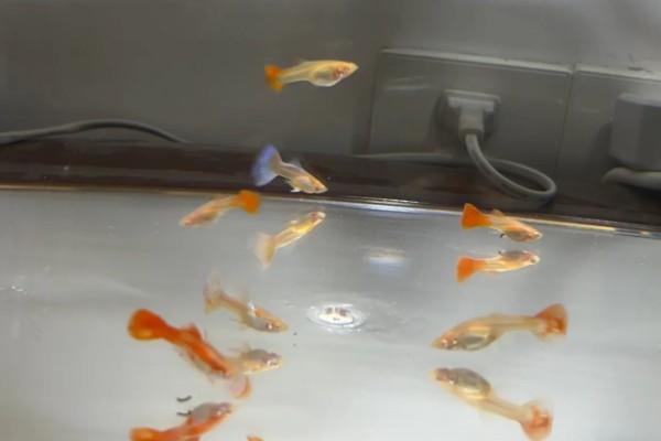 孔雀鱼喜欢酸性水还是碱性水,喜欢弱碱性的硬水