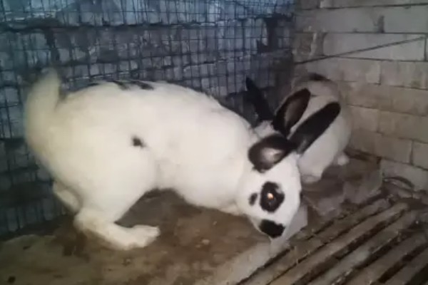 肉兔怎么配种，将公兔和母兔放在笼中会自然交配