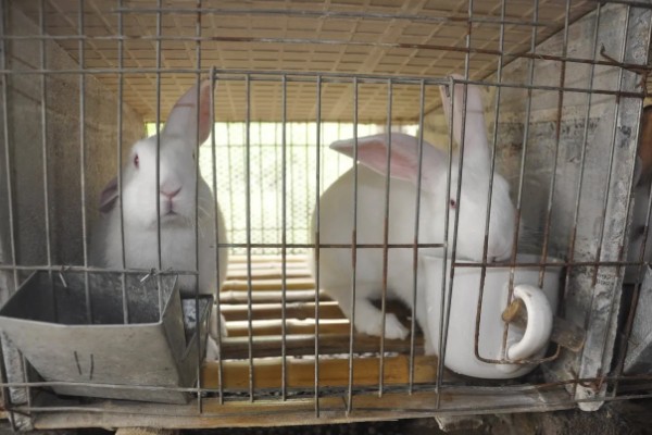 肉兔怎么配种，将公兔和母兔放在笼中会自然交配