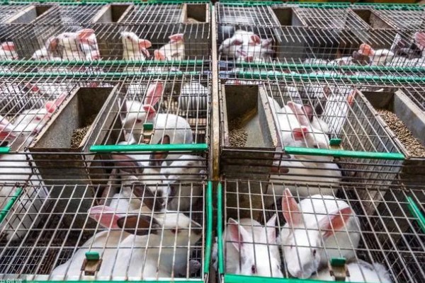 肉兔怎么配种，将公兔和母兔放在笼中会自然交配