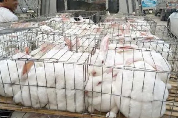肉兔怎么配种，将公兔和母兔放在笼中会自然交配
