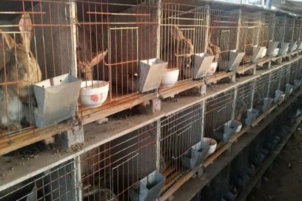 肉兔怎么配种，将公兔和母兔放在笼中会自然交配