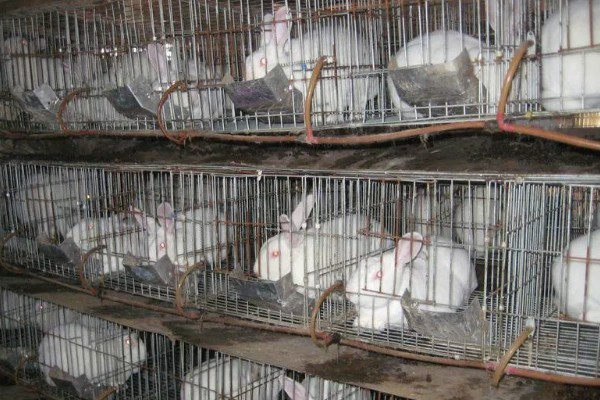 肉兔怎么配种，将公兔和母兔放在笼中会自然交配
