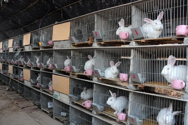 肉兔怎么配种，将公兔和母兔放在笼中会自然交配