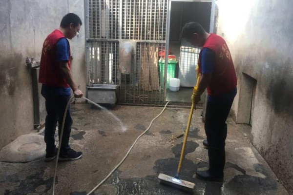 肉兔怎么配种，将公兔和母兔放在笼中会自然交配