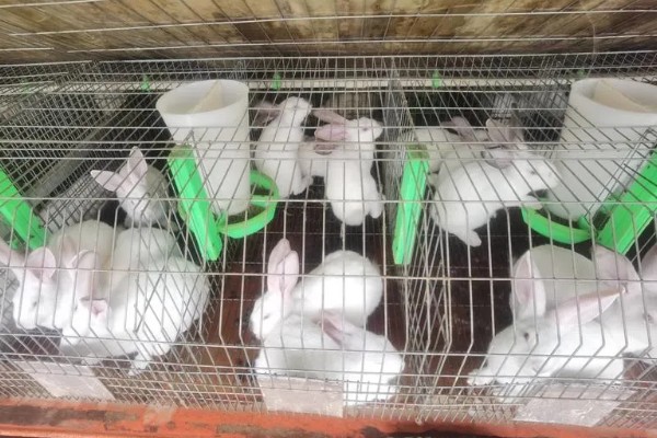 肉兔怎么配种，将公兔和母兔放在笼中会自然交配