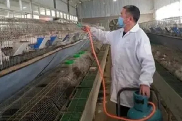 肉兔怎么配种，将公兔和母兔放在笼中会自然交配