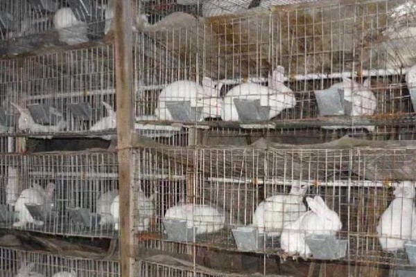 肉兔怎么配种，将公兔和母兔放在笼中会自然交配