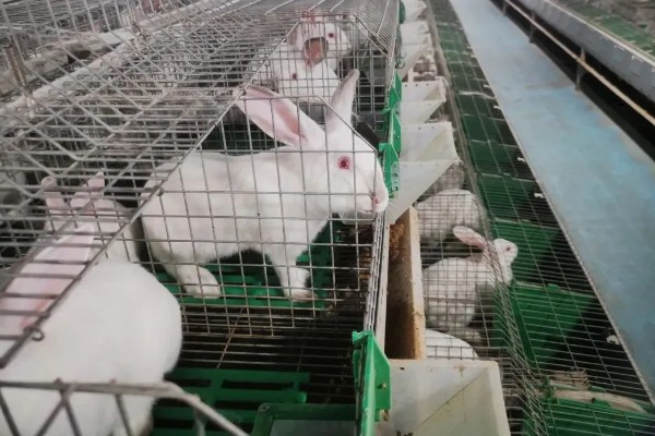 肉兔怎么配种，将公兔和母兔放在笼中会自然交配