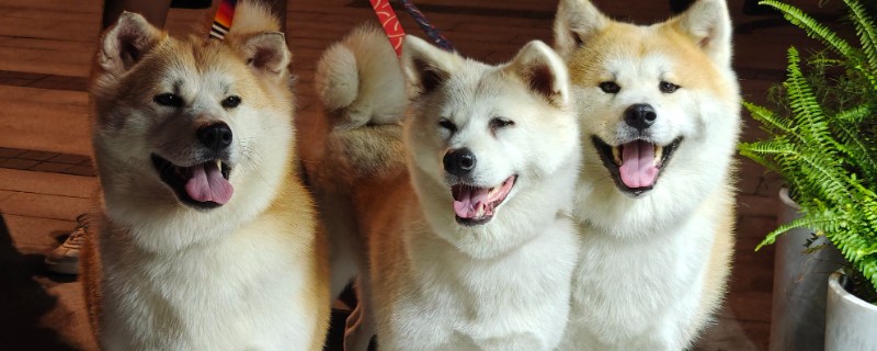 现在开宠物店可以赚钱吗，经营得当可以赚钱