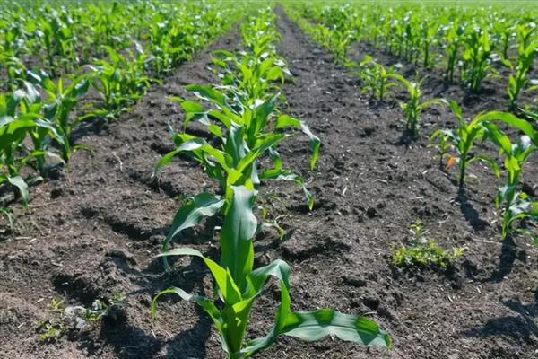 玉米施肥的注意事项,可用优质农家肥做基肥