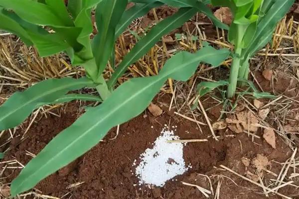 玉米施肥的注意事项,可用优质农家肥做基肥