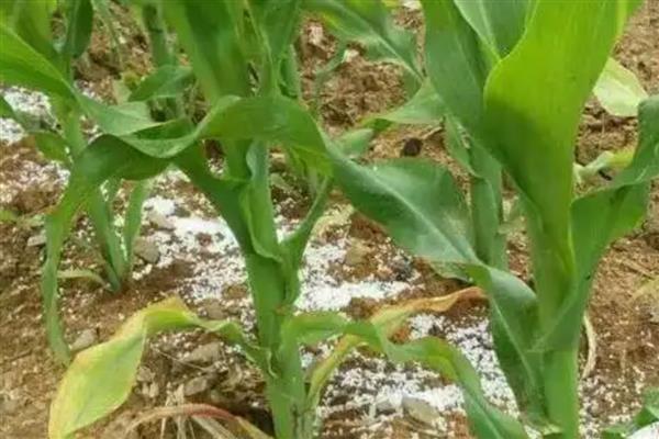 玉米施肥的注意事项,可用优质农家肥做基肥