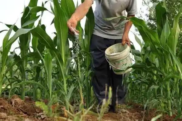 玉米施肥的注意事项,可用优质农家肥做基肥