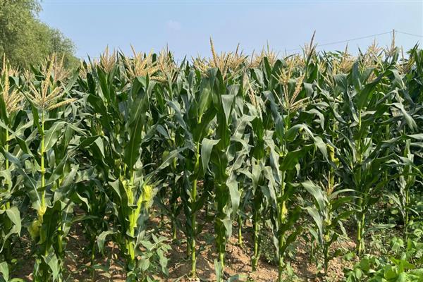 玉米施肥的注意事项,可用优质农家肥做基肥