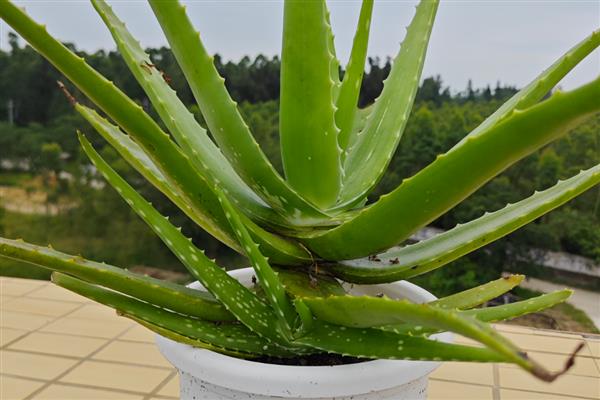 哪些花卉可以净化空气，常见芦荟、仙人掌等品种