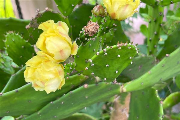 哪些花卉可以净化空气，常见芦荟、仙人掌等品种