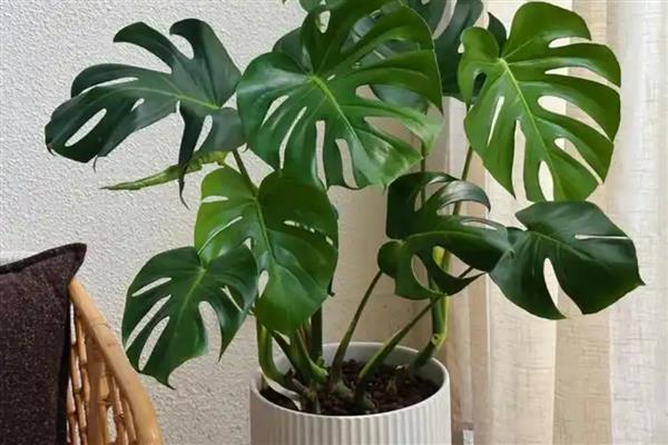 哪些花卉可以净化空气，常见芦荟、仙人掌等品种