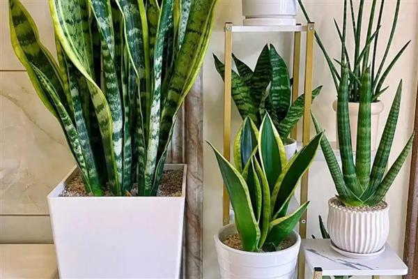 哪些花卉可以净化空气，常见芦荟、仙人掌等品种