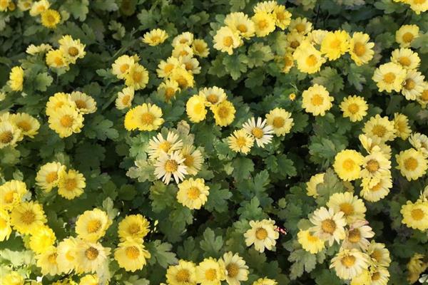 哪些花卉可以净化空气，常见芦荟、仙人掌等品种