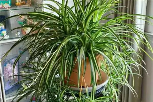 哪些花卉可以净化空气，常见芦荟、仙人掌等品种