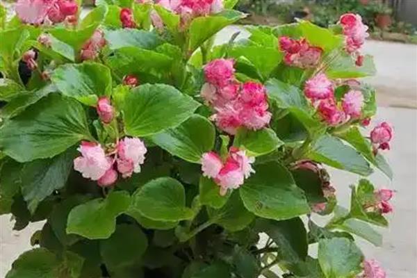 哪些花卉可以净化空气，常见芦荟、仙人掌等品种