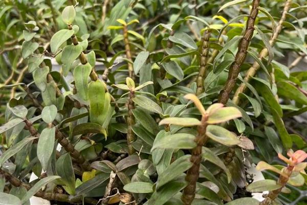 石斛与铁皮石斛的区别，铁皮石斛是石斛的一种