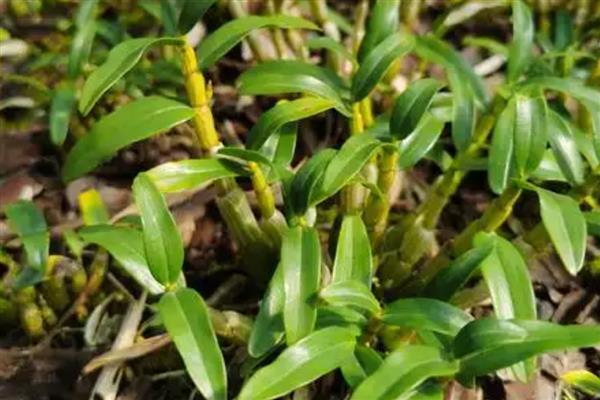 石斛与铁皮石斛的区别，铁皮石斛是石斛的一种