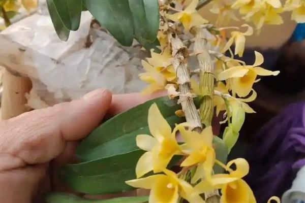 石斛与铁皮石斛的区别，铁皮石斛是石斛的一种