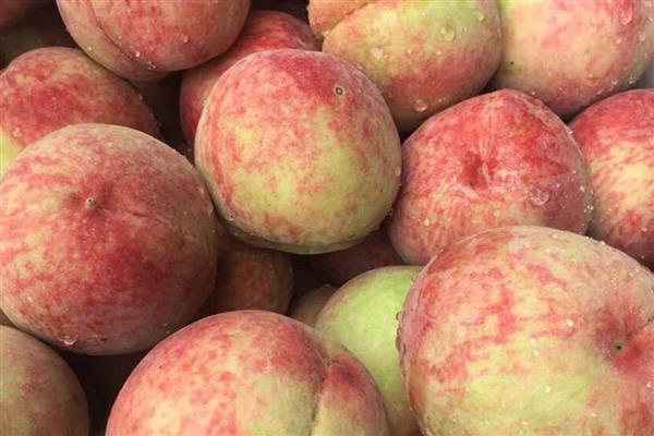 浙江省嵊州市的特产，嵊州水蜜桃备受消费者欢迎