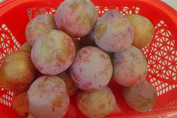 浙江省嵊州市的特产，嵊州水蜜桃备受消费者欢迎