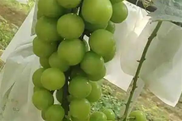 玫瑰葡萄的简介,也叫阳光玫瑰葡萄