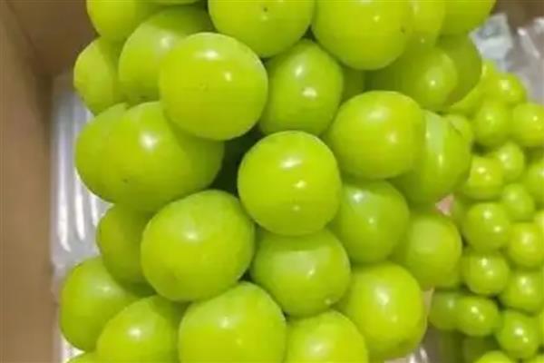 玫瑰葡萄的简介,也叫阳光玫瑰葡萄