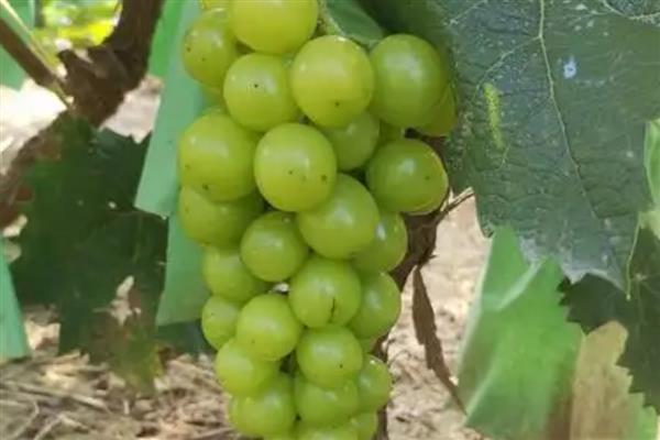 玫瑰葡萄的简介,也叫阳光玫瑰葡萄