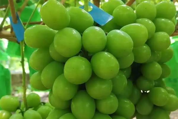 玫瑰葡萄的简介,也叫阳光玫瑰葡萄