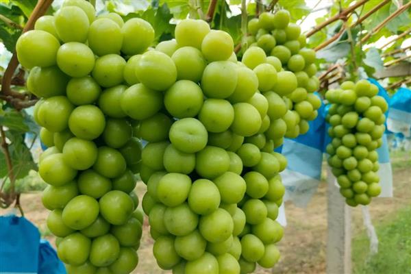 玫瑰葡萄的简介,也叫阳光玫瑰葡萄