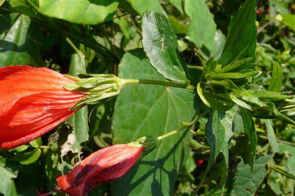 怎么修剪悬铃花，最好是在春季修剪