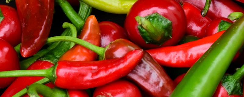 辣椒有几个生长时期，分为发芽期、幼苗期、开花结果期