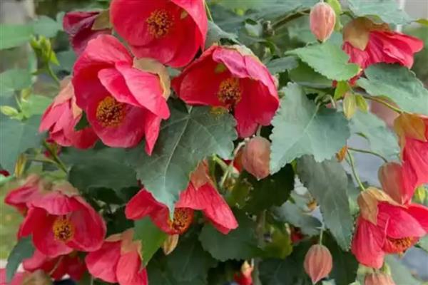 怎么修剪悬铃花，最好是在春季修剪