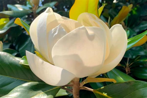 橡皮树开花的形态,花序呈圆锥状