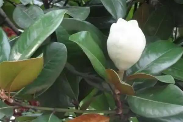 橡皮树开花的形态,花序呈圆锥状