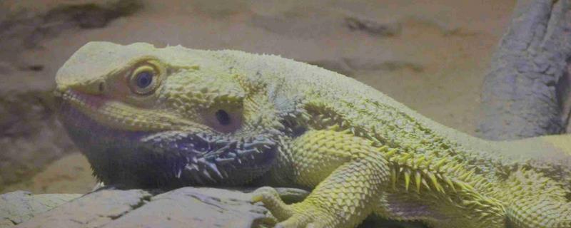 鬃狮蜥为什么会拉稀，可能是患有肠炎