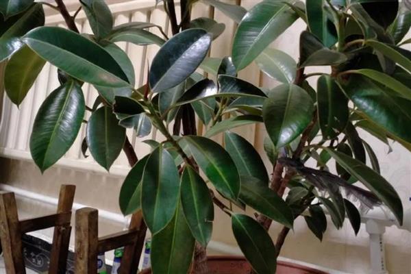 橡皮树开花的形态,花序呈圆锥状