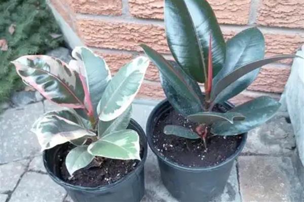 橡皮树开花的形态,花序呈圆锥状