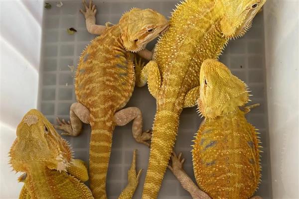 鬃狮蜥为什么会拉稀，可能是患有肠炎