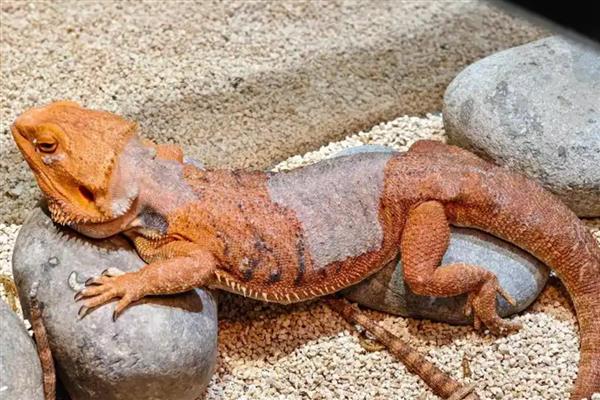 鬃狮蜥为什么会拉稀，可能是患有肠炎